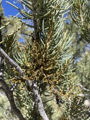 Arceuthobium divaricatum