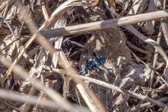 Thyreus nitidulus nitidulus