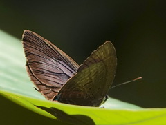 Arhopala allata