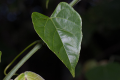 Cissus hastata