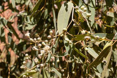 Corymbia opaca