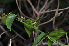 Cissus hastata