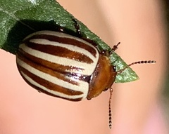 Zygogramma continua