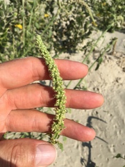 Amaranthus greggii