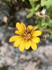 Senecio adenotrichius