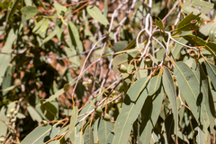 Corymbia opaca