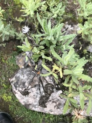 Senecio adenotrichius