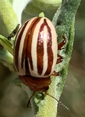 Zygogramma continua