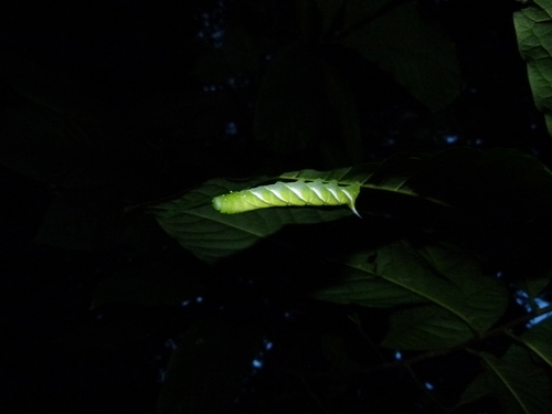 Pawpaw Sphinx photo 6