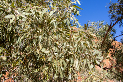 Corymbia opaca