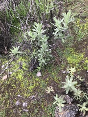 Senecio adenotrichius