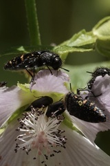 Acmaeodera knowltoni