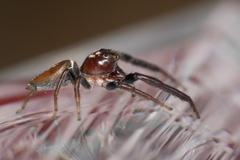 Opisthoncus grassator