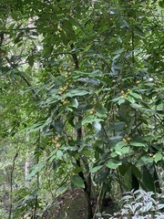 Monteverdia gonoclada