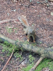 Tamiasciurus hudsonicus ungavensis