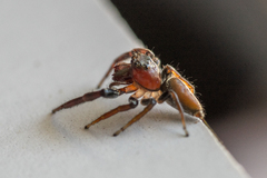 Opisthoncus grassator