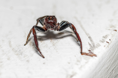 Opisthoncus grassator