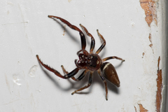 Opisthoncus grassator