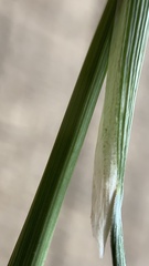 Piptochaetium pringlei