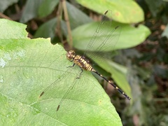 Pornothemis