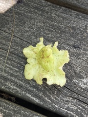 Exobasidium rhododendri