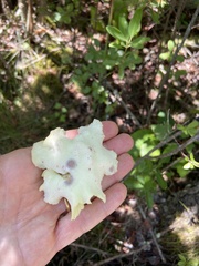 Exobasidium rhododendri