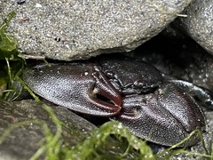 Petrolisthes cinctipes