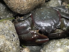 Petrolisthes cinctipes