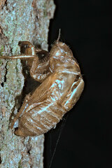 Cicadidae
