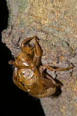 Cicadidae