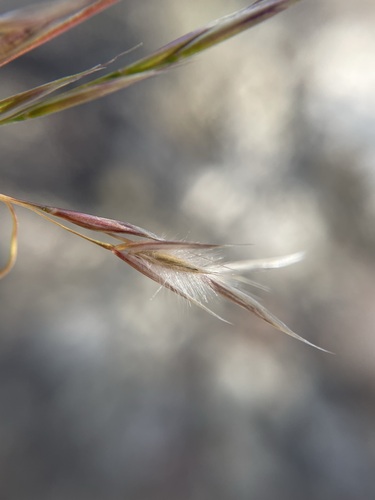 Image of Eriocoma webberi by (c) Matt Berger, some rights reserved (CC BY)