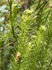 Lateristachys lateralis