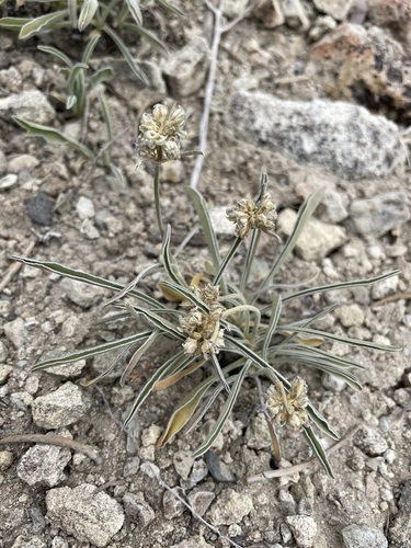 Pahute green gentian (Frasera pahutensis)