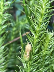 Lateristachys lateralis