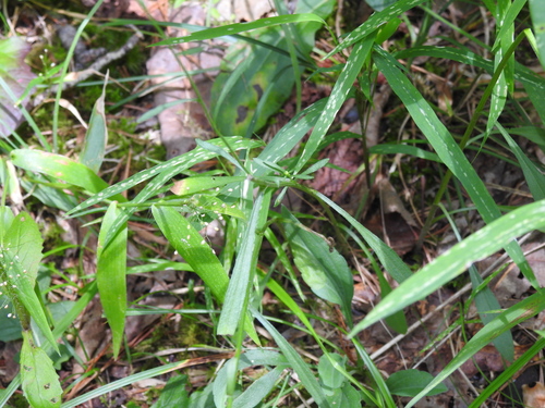 Image of Dichanthelium sphaerocarpon by no rights reserved