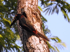 Pteroglossus torquatus