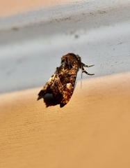 Euplexia