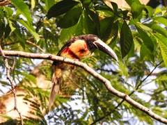 Pteroglossus torquatus