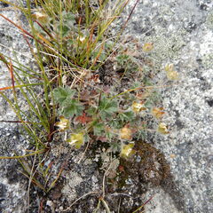 Potentilla subvahliana