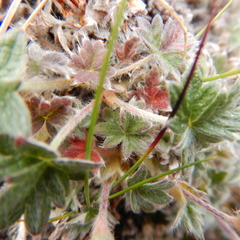 Potentilla subvahliana