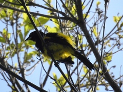 Icterus prosthemelas