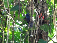 Cyanoloxia cyanoides