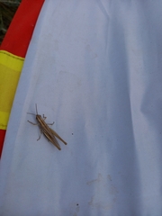 Euchorthippus pulvinatus