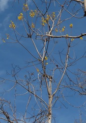 Cochlospermum orinocense