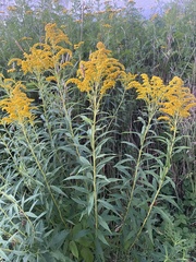 Solidago