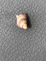 Nassarius perpinguis