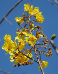 Cochlospermum orinocense