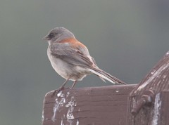 Junco hyemalis dorsalis