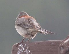 Junco hyemalis dorsalis