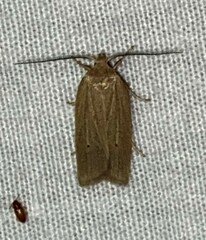 Gonioterma mistrella